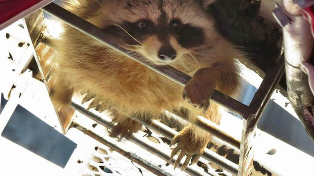 Raccoons Learn From Their Mistakes. Democrats Don’t; Watch Them Cling to Wokeness Going Into the Midterms