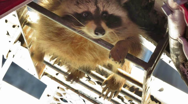 Raccoons Learn From Their Mistakes. Democrats Don’t; Watch Them Cling to Wokeness Going Into the Midterms