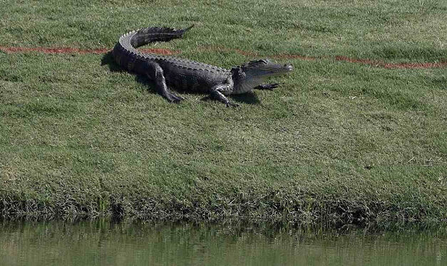 Go Gators: Statement From University of Florida After Arrest of Campus Occupiers Was Perfection