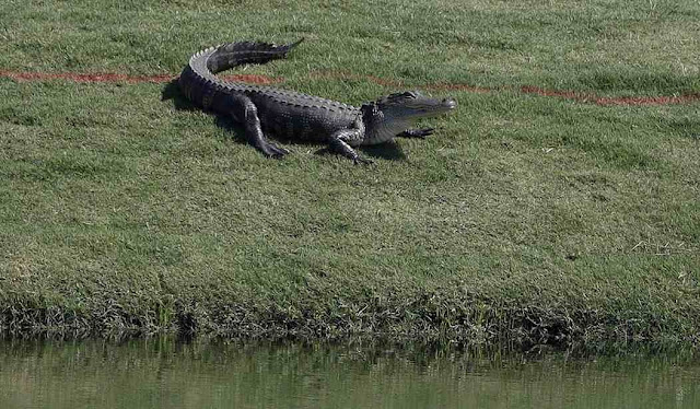 Go Gators: Statement From University of Florida After Arrest of Campus Occupiers Was Perfection